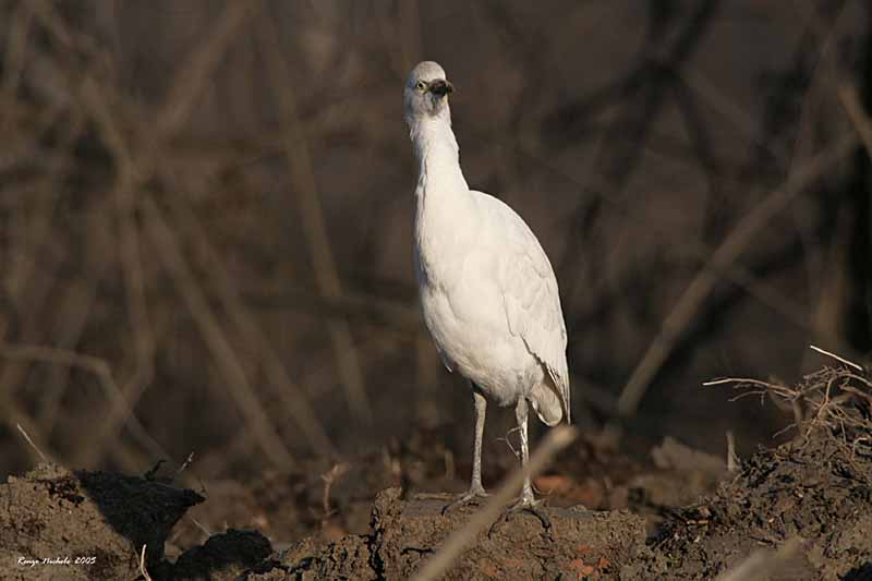 Airone Guardabuoi (Bubulcus ibis)